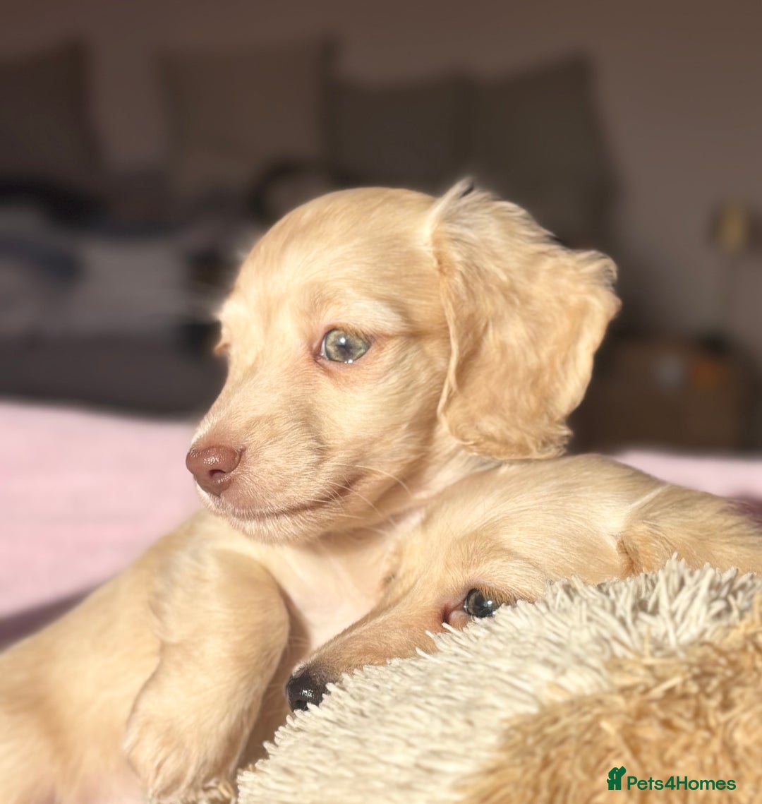 Miniature Dachshund dogs for sale: KC 🐶 Miniature Long Haired Cream Dachshund 🐶  - Advert 24