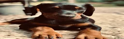 Dobermann dogs for sale: Mr Blue- A truly Free Range Doberman - Advert 11