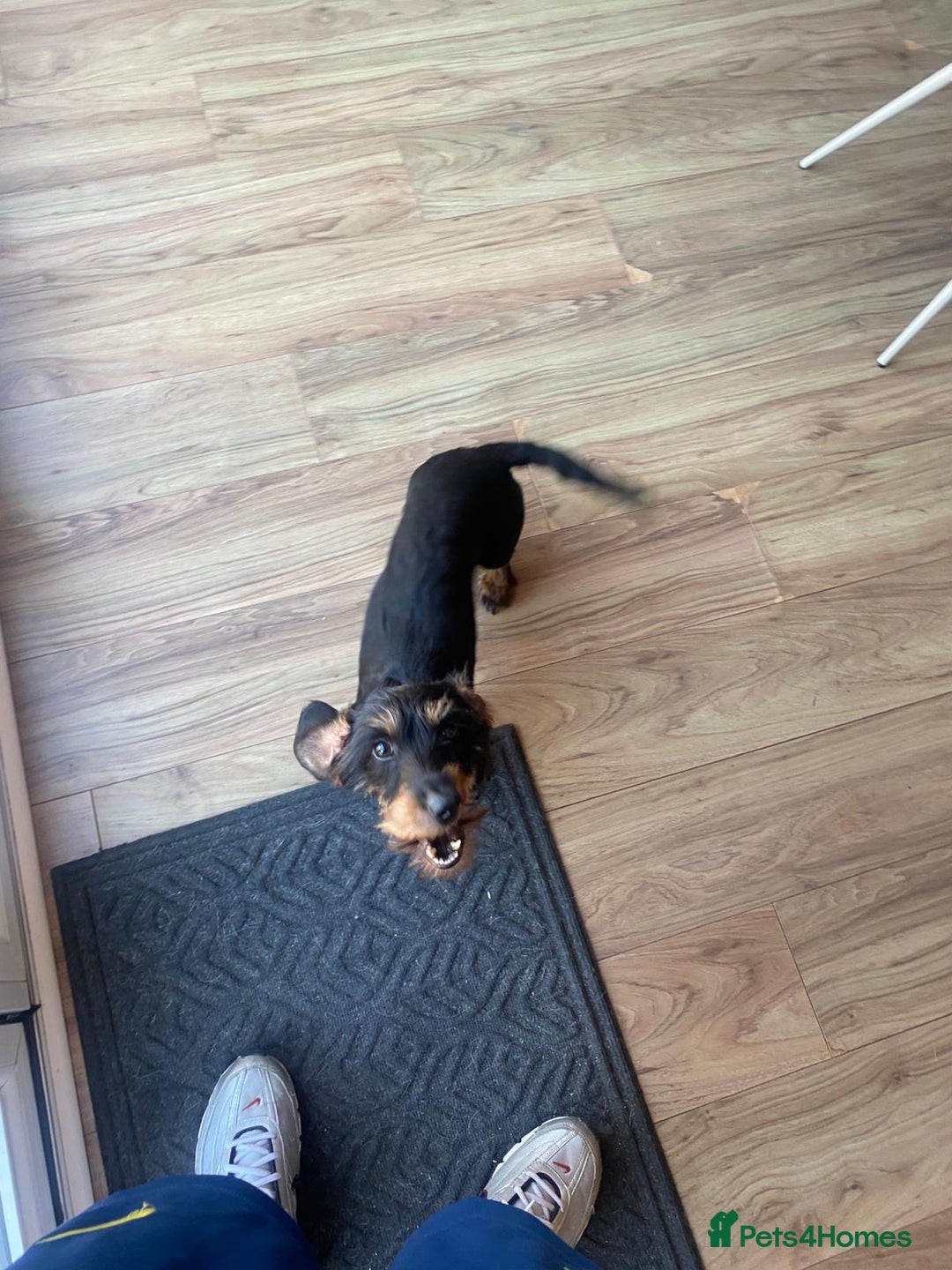 Dachshund dogs for sale: Female wiredhaired dachshund  - Image 2