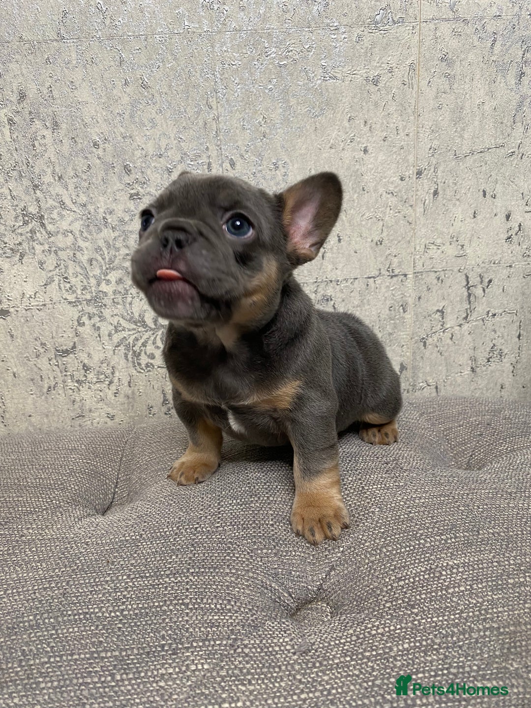 French Bulldog dogs for sale: KC Registered French Bulldog Puppies - Advert 4