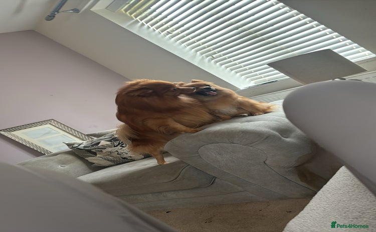 Pomeranian dogs Beautiful prince the Pomeranian  - Advert 2