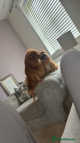 Pomeranian dogs Beautiful prince the Pomeranian - Advert 2