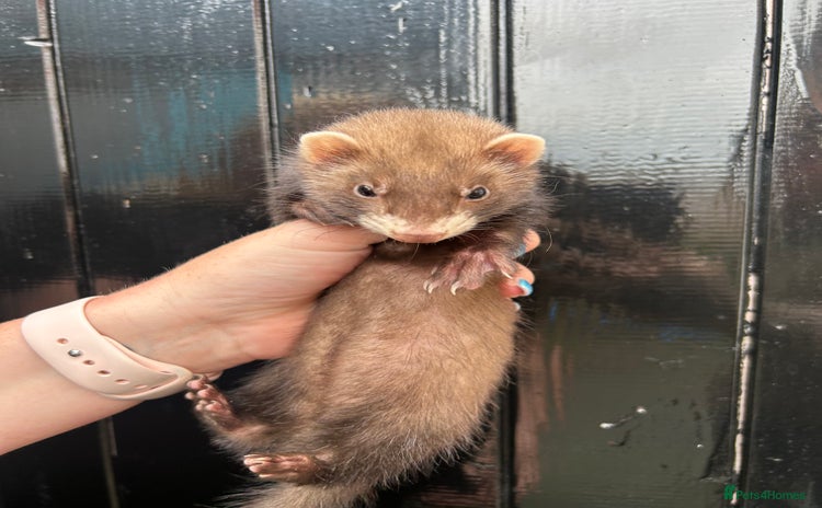 Ferret rodents in Shildon - Advert 4