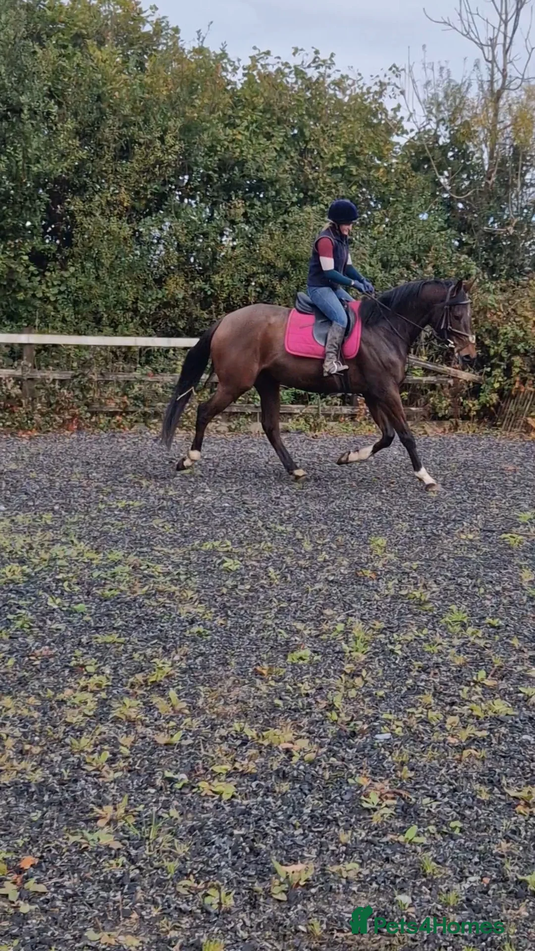 English Thoroughbred horses for sale: 16h rising 6 year old tb gelding  - Advert 2