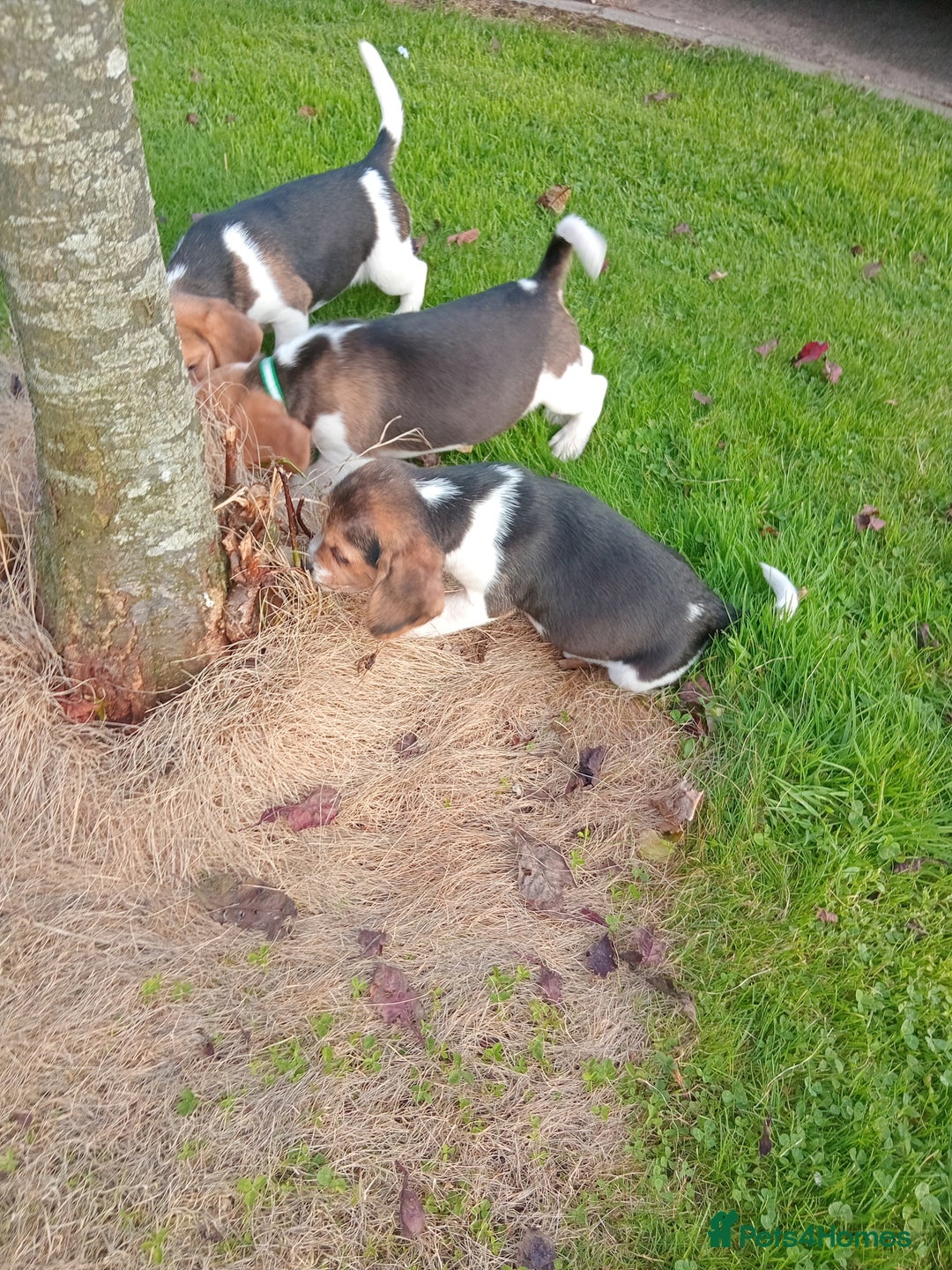 Beagle dogs for sale: Genuine Foot Beagles - Image 12