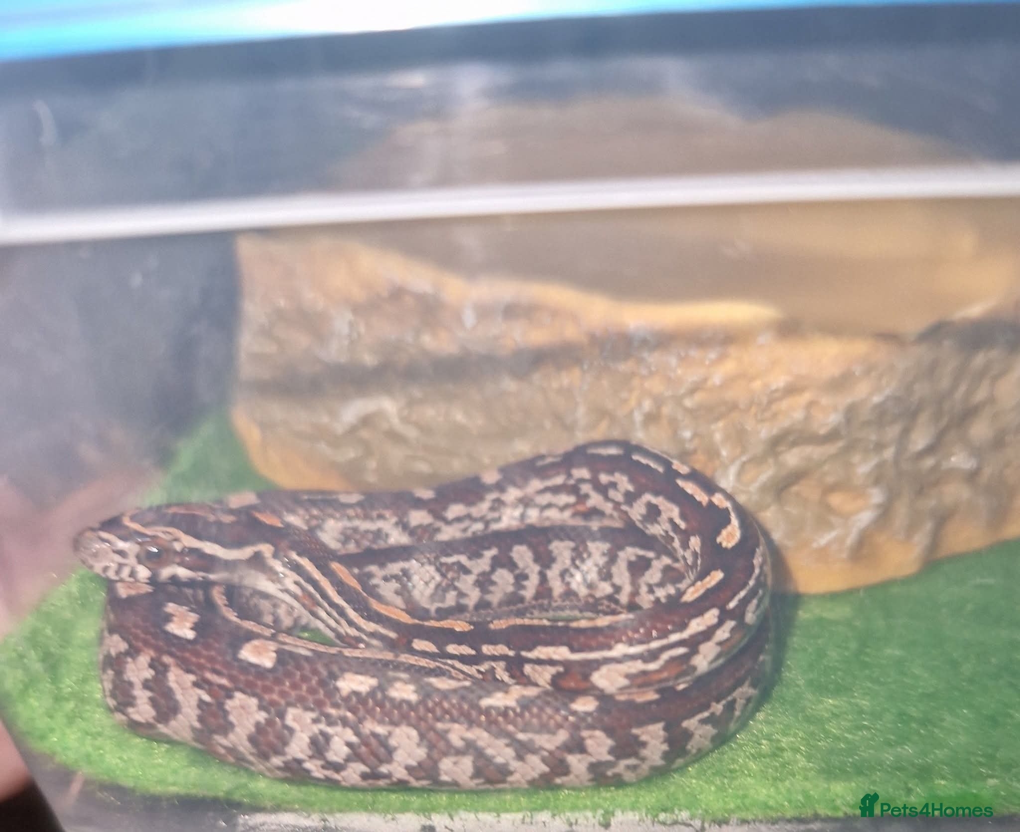 Corn Snake reptiles Corn snake for sale - Advert 1