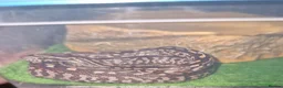 Corn Snake reptiles for sale: Corn snake for sale in Walsall - Advert 1
