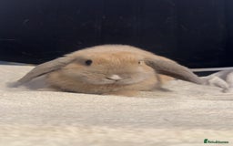 Mini Lop rabbits for sale: Mini lop  in Grays - Image 2