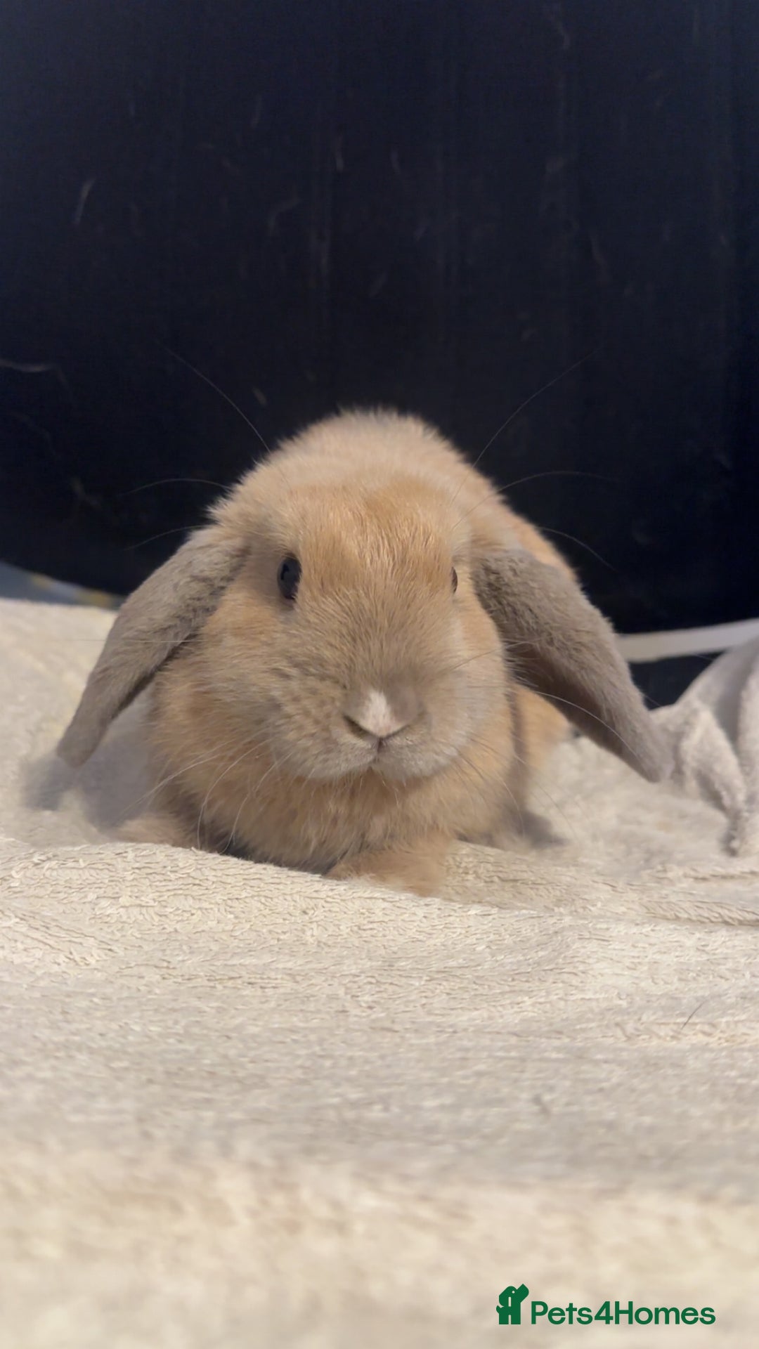 Mini Lop rabbits for sale: Mini lop  in Grays - Image 2
