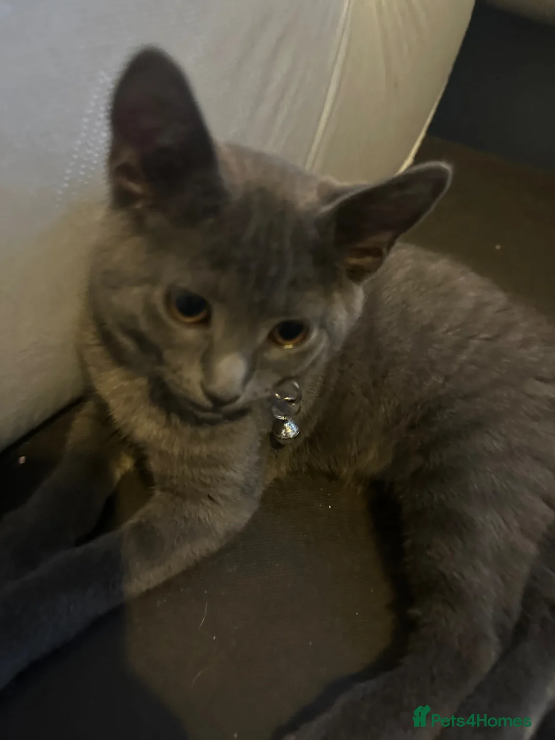 Russian Blue cats for sale: Half Russian blue kittens  - Advert 2