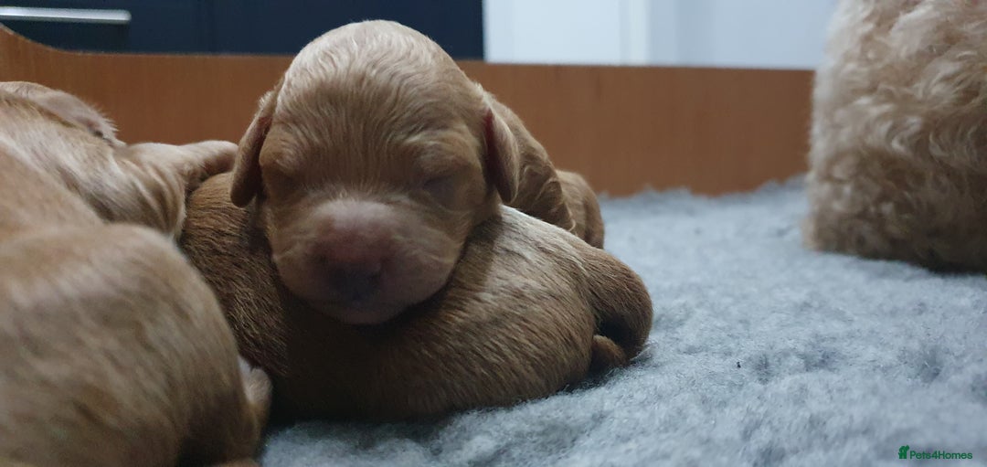 Cockapoo dogs for sale: Top quality F1b Toy Cockapoo puppies - Advert 16