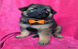 German Shepherd dogs for sale: Adorable German Shepherd puppies - Image 24