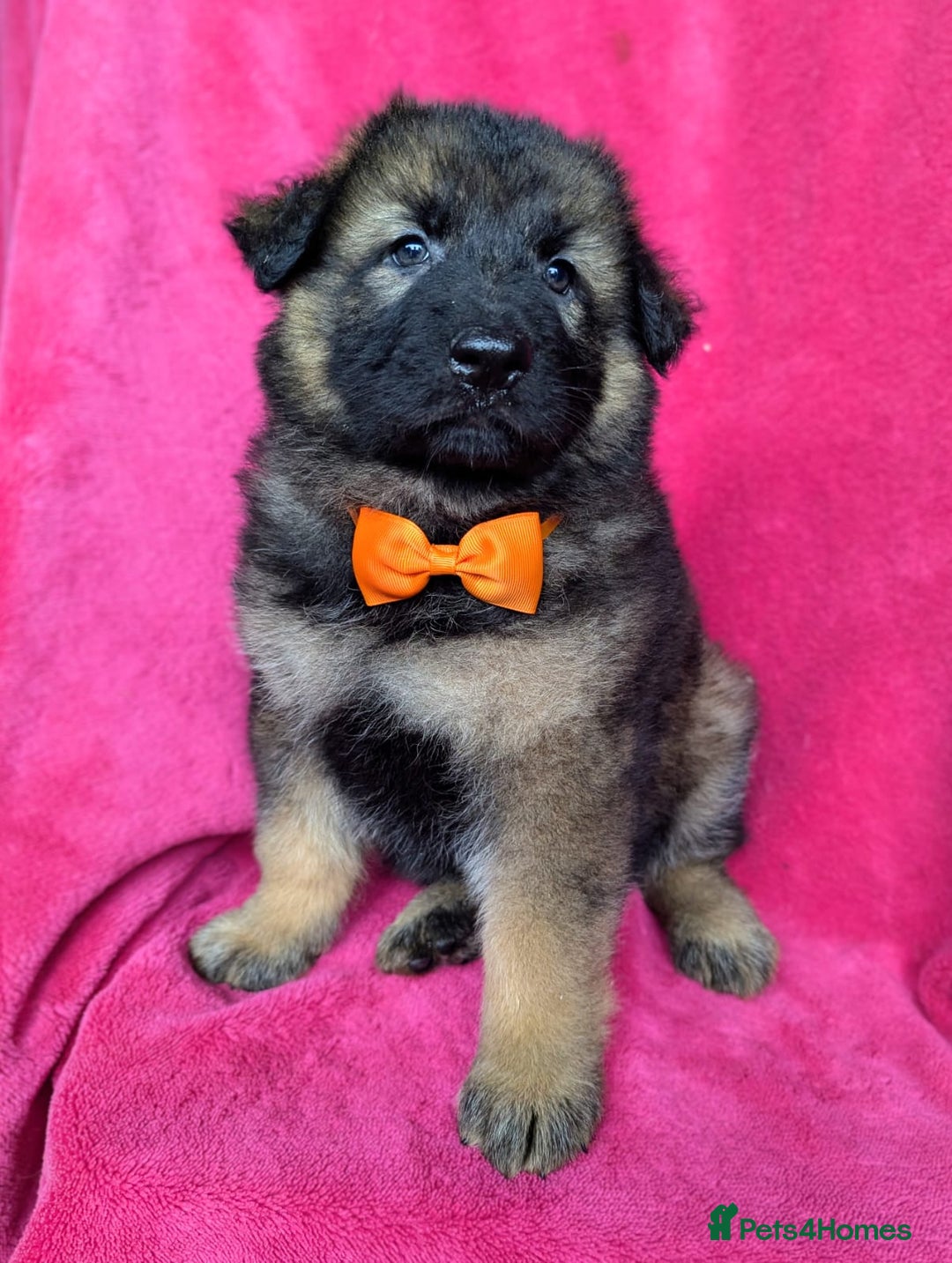 German Shepherd dogs for sale: Adorable German Shepherd puppies - Image 24