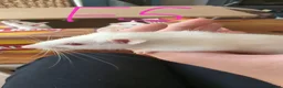 Rat rodents for sale: 10 super tame lovely rats normal and dwarf - Advert 5