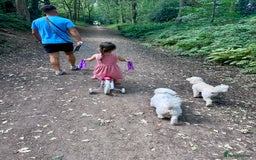 Poochon dogs for sale: Mother and son - Image 11