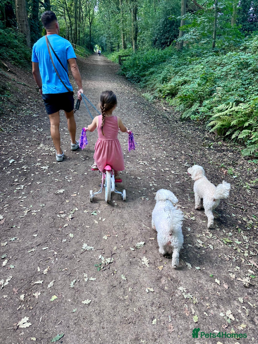 Poochon dogs for sale: Mother and son - Image 11