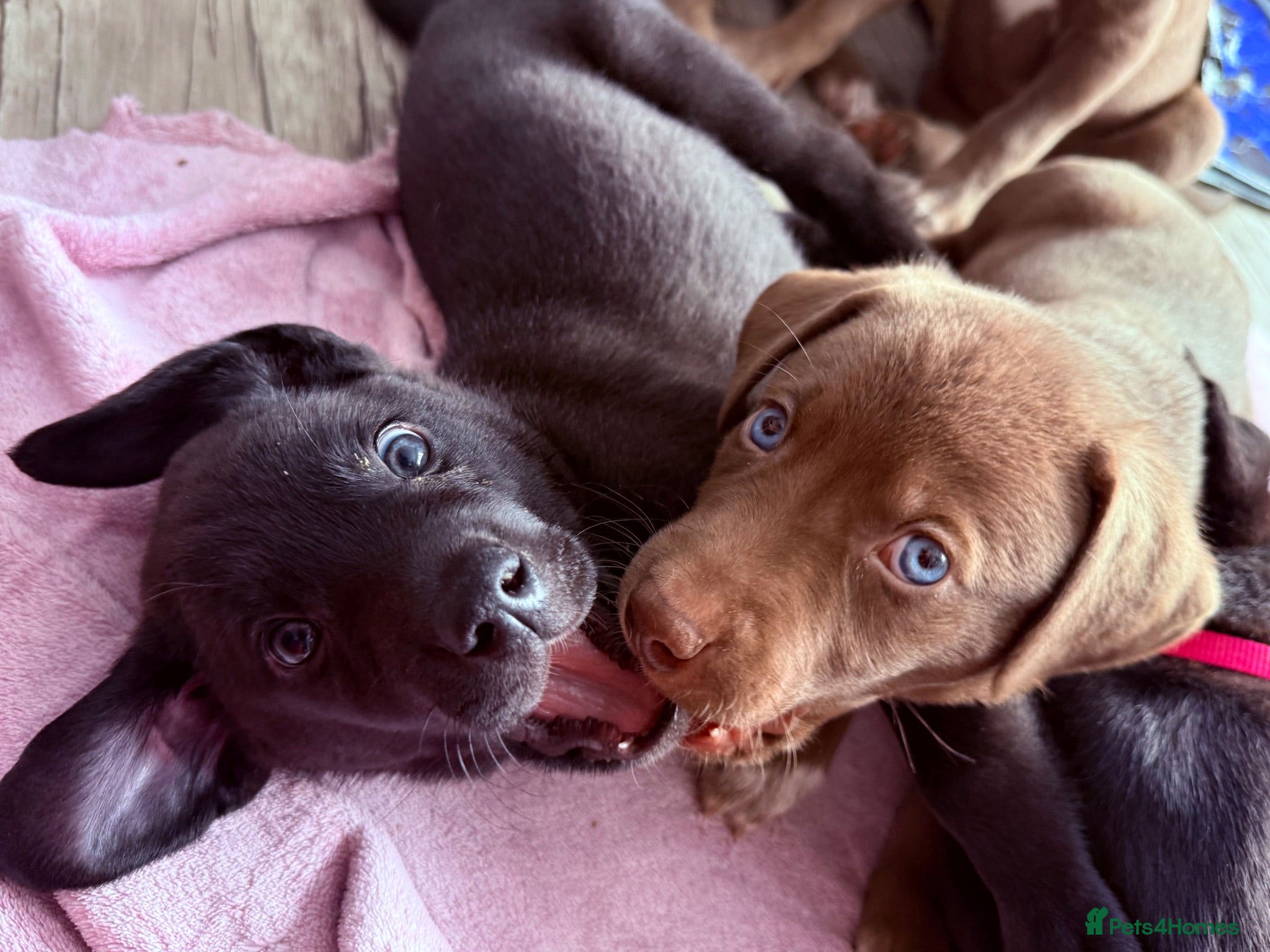 Mixed Breed dogs Gorgeous Siberian Shepsky x Weimaraner Puppies  - Advert 2