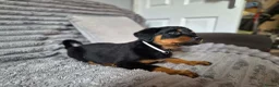 Rottweiler dogs for sale: Rottweiler Puppies Looking for Their Forever Homes - Advert 3
