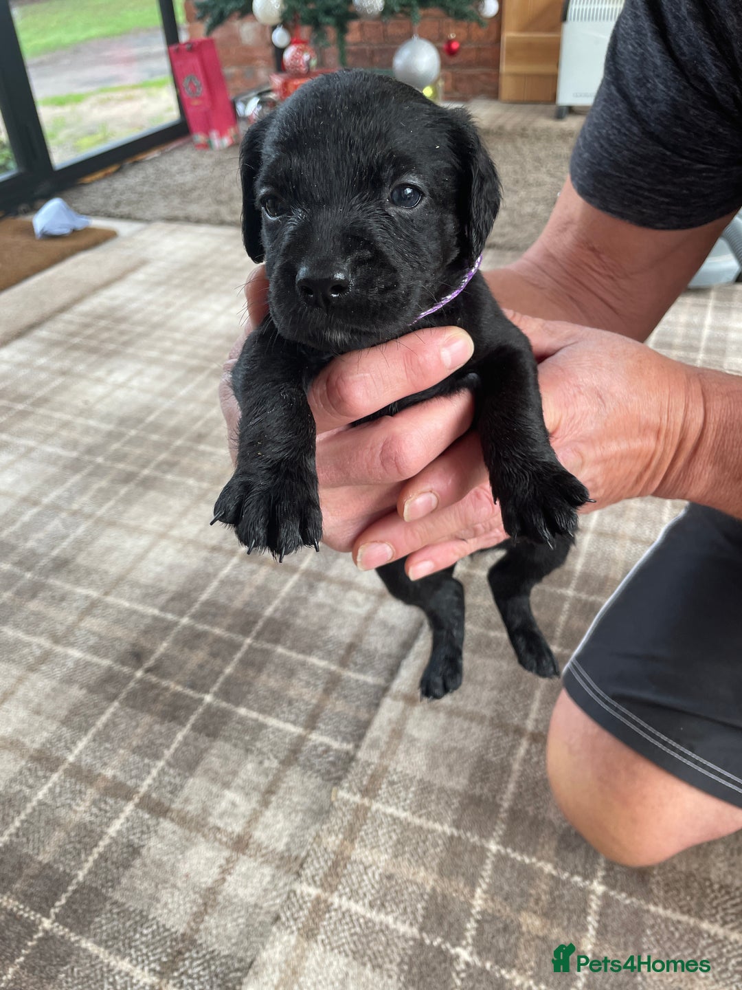 Mixed Breed dogs for sale: Irish Water Spaniel mum and Fox Red Labrador dad - Advert 4