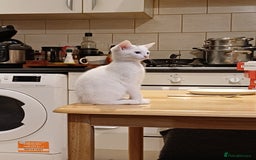 Turkish Angora cats for sale: Mr.Oleksii - Image 7