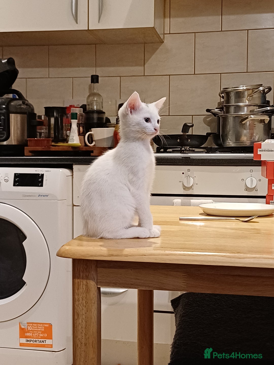 Turkish Angora cats for sale: Mr.Oleksii - Image 7