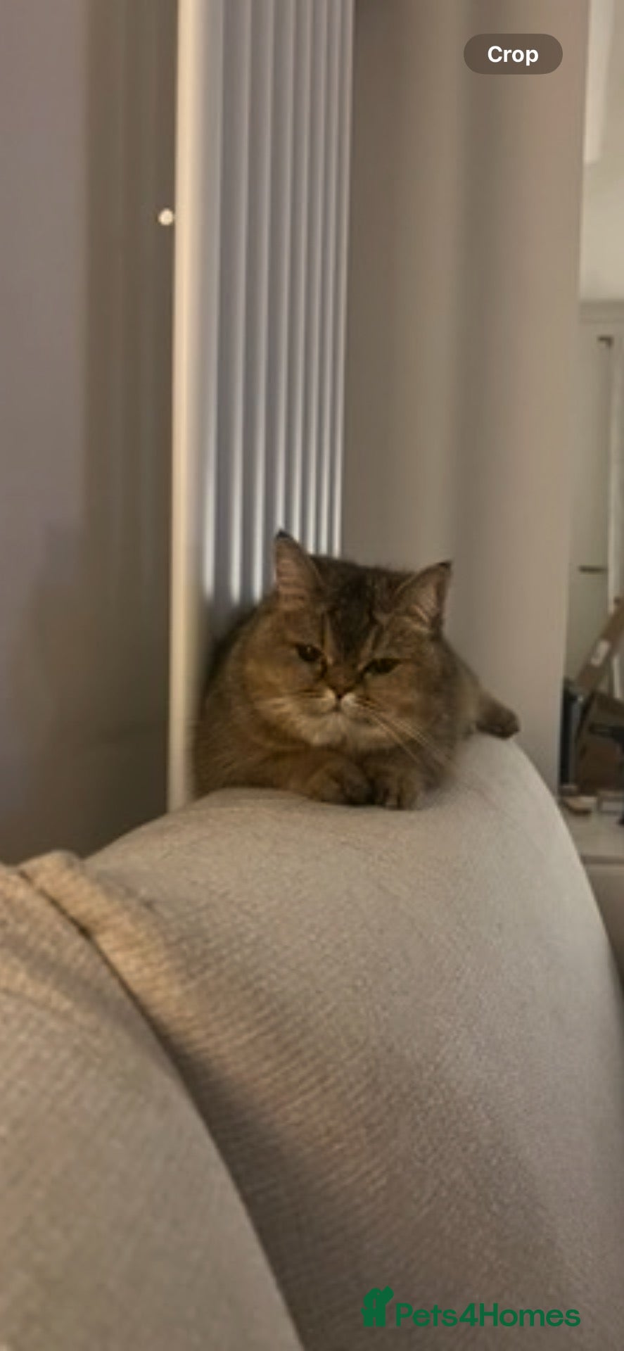 British Shorthair cats Golden British Shorthair for sale - Advert 1