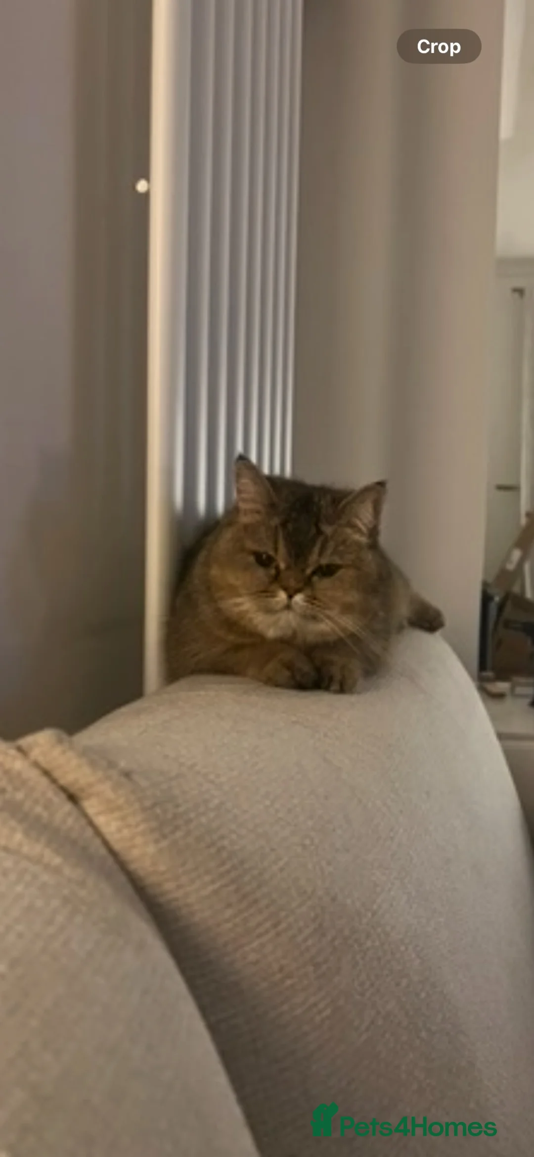 British Shorthair cats for sale: Golden British Shorthair for sale - Advert 1