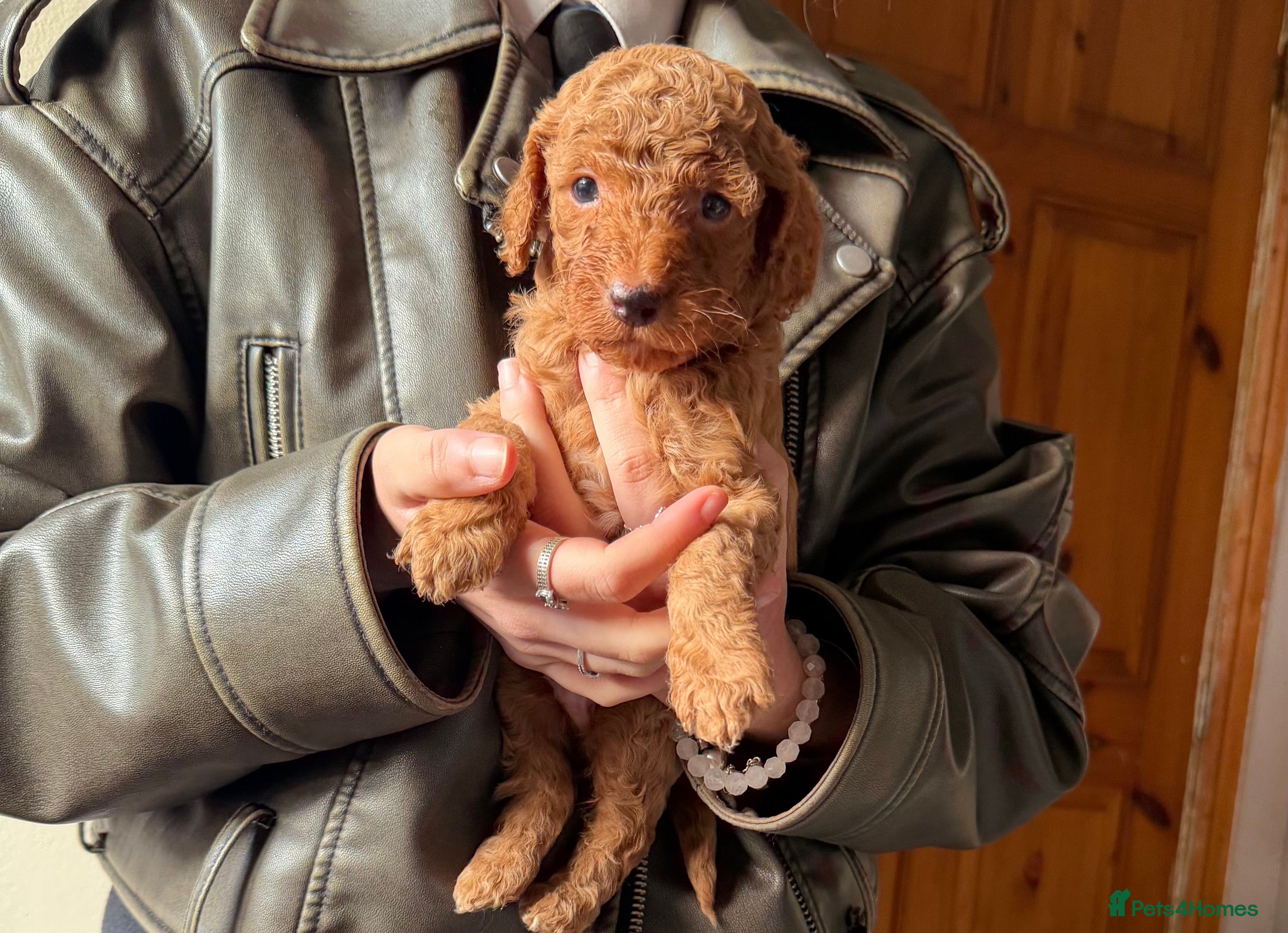 Cockapoo dogs ❤️7 STUNNING F2 MINIATURE COCKAPOOS ❤️ - Advert 2