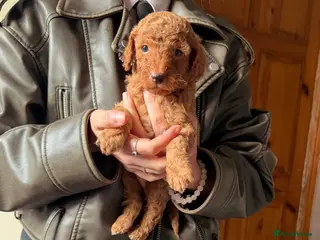 Cockapoo dogs ❤️7 STUNNING F2 MINIATURE COCKAPOOS ❤️ - Advert 4