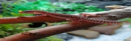 Leopard Gecko reptiles for sale: Mack Snow Eclipse (Blacknight x Tangerine Cross)  - Advert 4