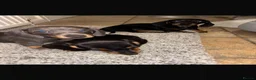 Dachshund dogs for sale: Dachshund puppies  - Advert 4