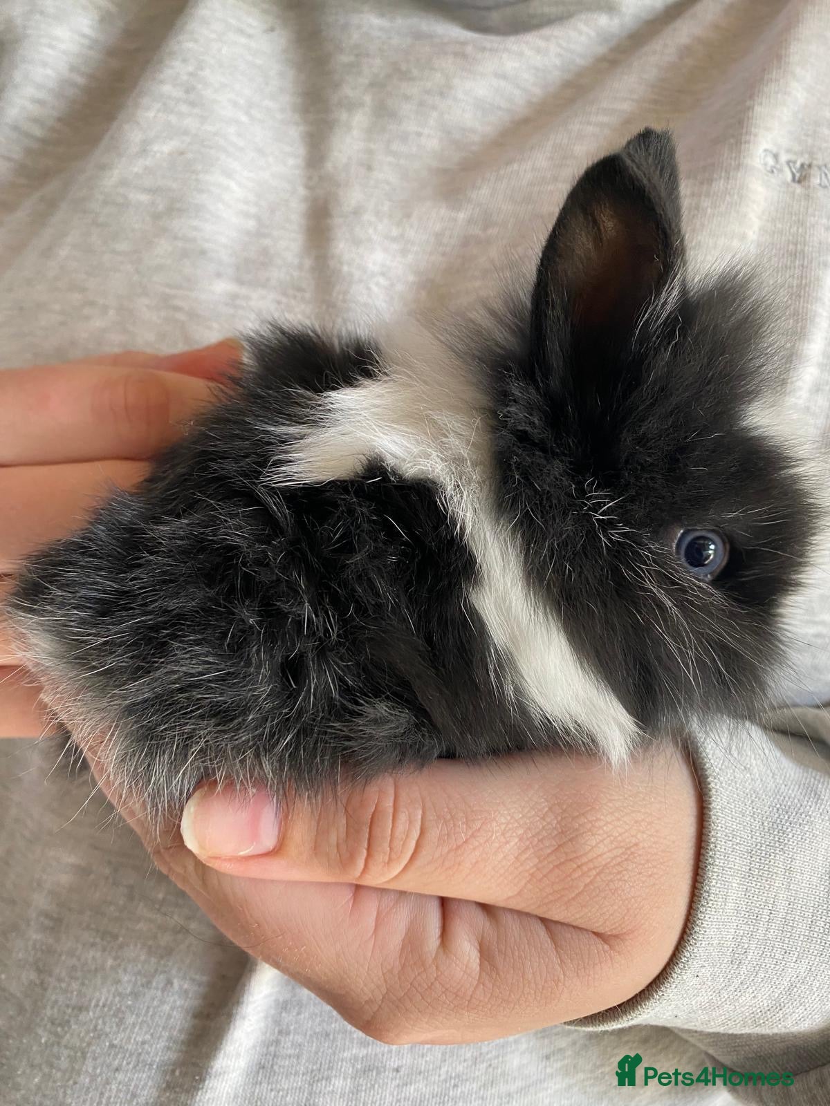 Lionhead rabbits 3 Gorgeous Lionhead Boy Rabbits  - Advert 2