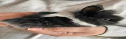 Lionhead rabbits for sale: 3 Gorgeous Lionhead Boy Rabbits  - Advert 2