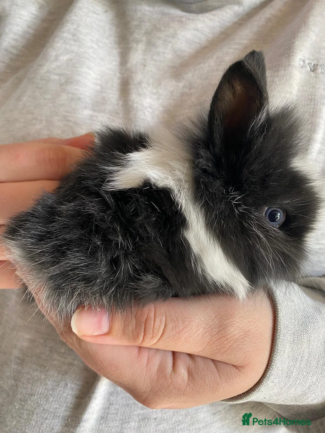 Lionhead rabbits for sale: 3 Gorgeous Lionhead Boy Rabbits  - Advert 2