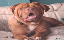 Dogue De Bordeaux dogs for sale: Dogue de Bordeaux pups  - Image 26