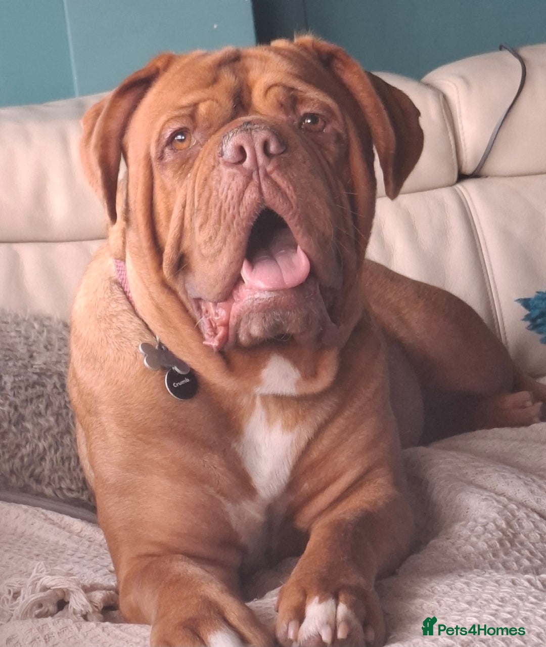 Dogue De Bordeaux dogs for sale: Dogue de Bordeaux pups  - Image 26