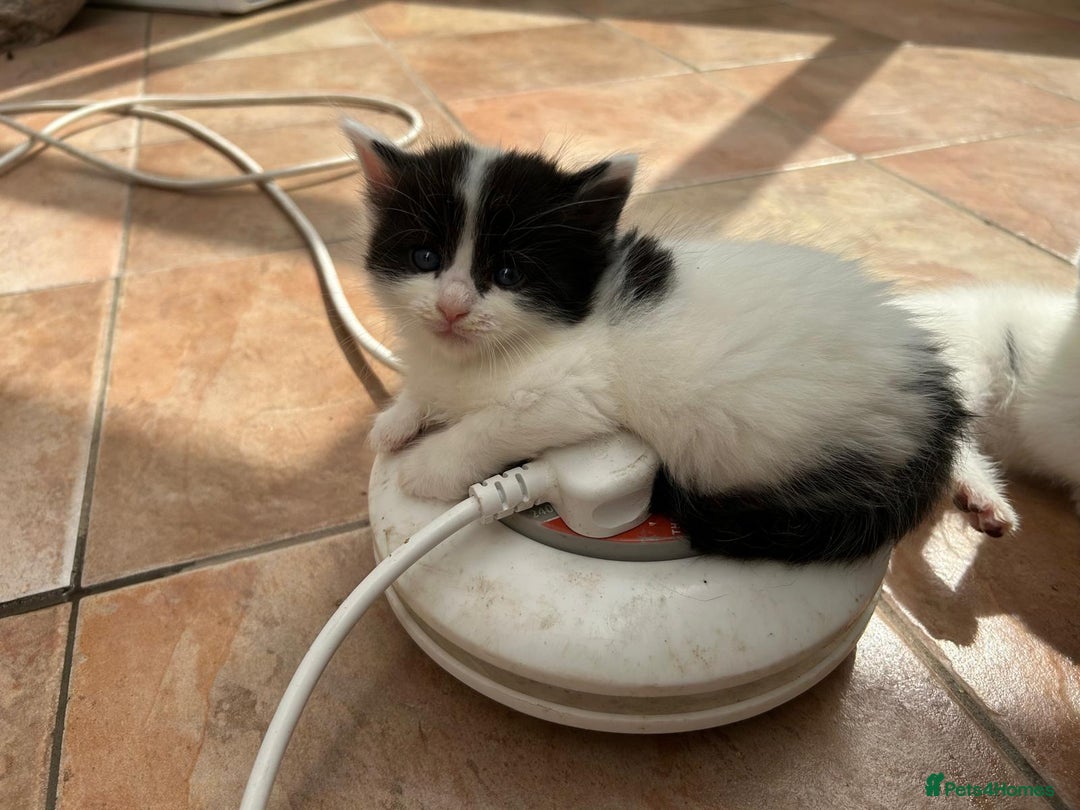 Mixed Breed cats for sale: Kittens - Image 9