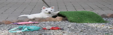 West Highland Terrier Puppy 1