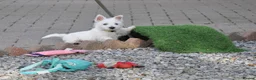West Highland Terrier dogs for sale: West Highland terrier Puppy Girls - Advert 8