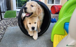Golden Retriever dogs for sale: We have 5 boys and 3 girls Golden remaining 🐾 - Image 5
