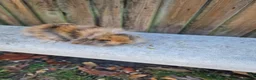 Mini Lop rabbits for sale: 4 x Mini Lion Lop 2 born June 2 born July  - Advert 4