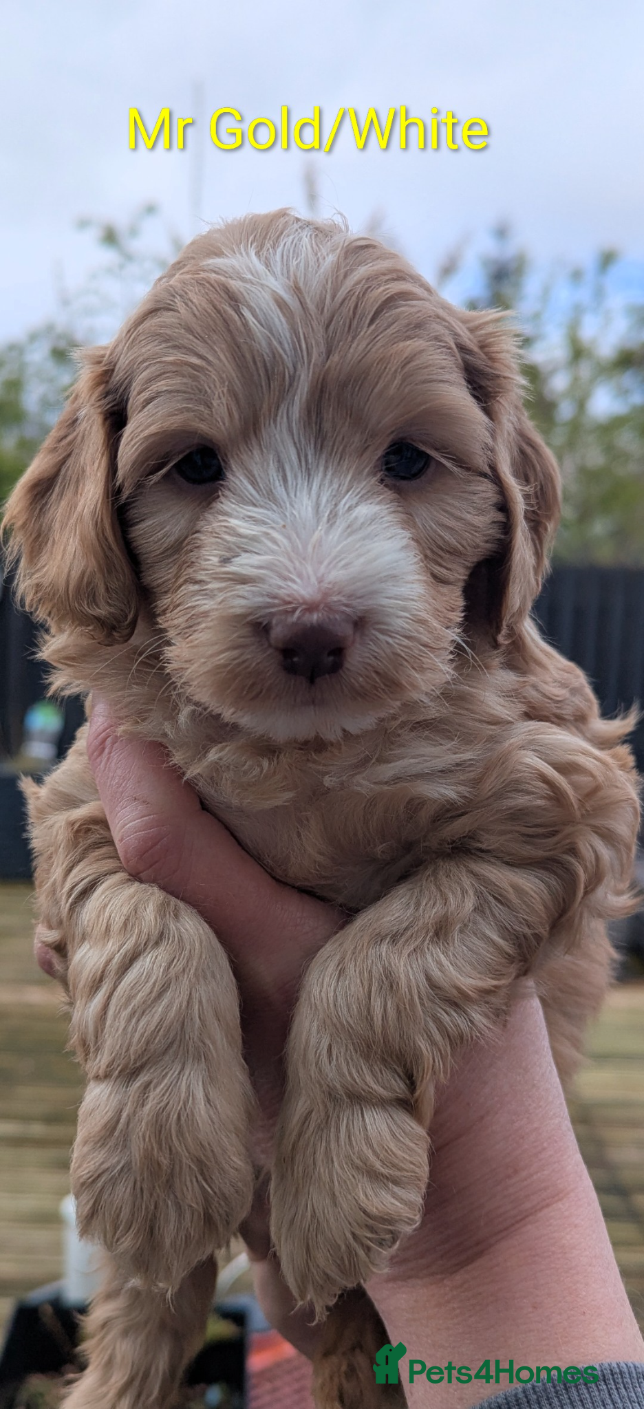 Mixed Breed dogs Australian Labradoodle Puppies  - Advert 9