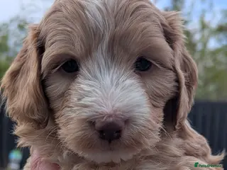 Mixed Breed dogs Australian Labradoodle Puppies - Advert 9