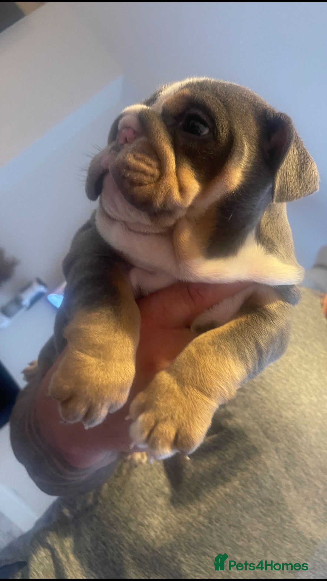 English Bulldog dogs for sale: 10 Top quality English bulldog puppies for sale  - Image 8