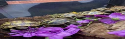 Tortoise reptiles for sale: Hermanns Tortoise Hatchlings - Advert 4