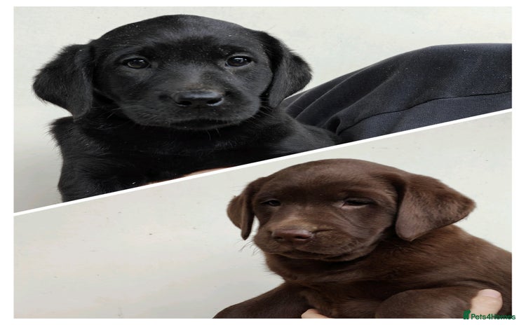 Labrador Retriever dogs - Advert 3