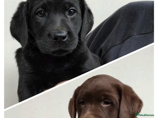Labrador Retriever dogs - Advert 5