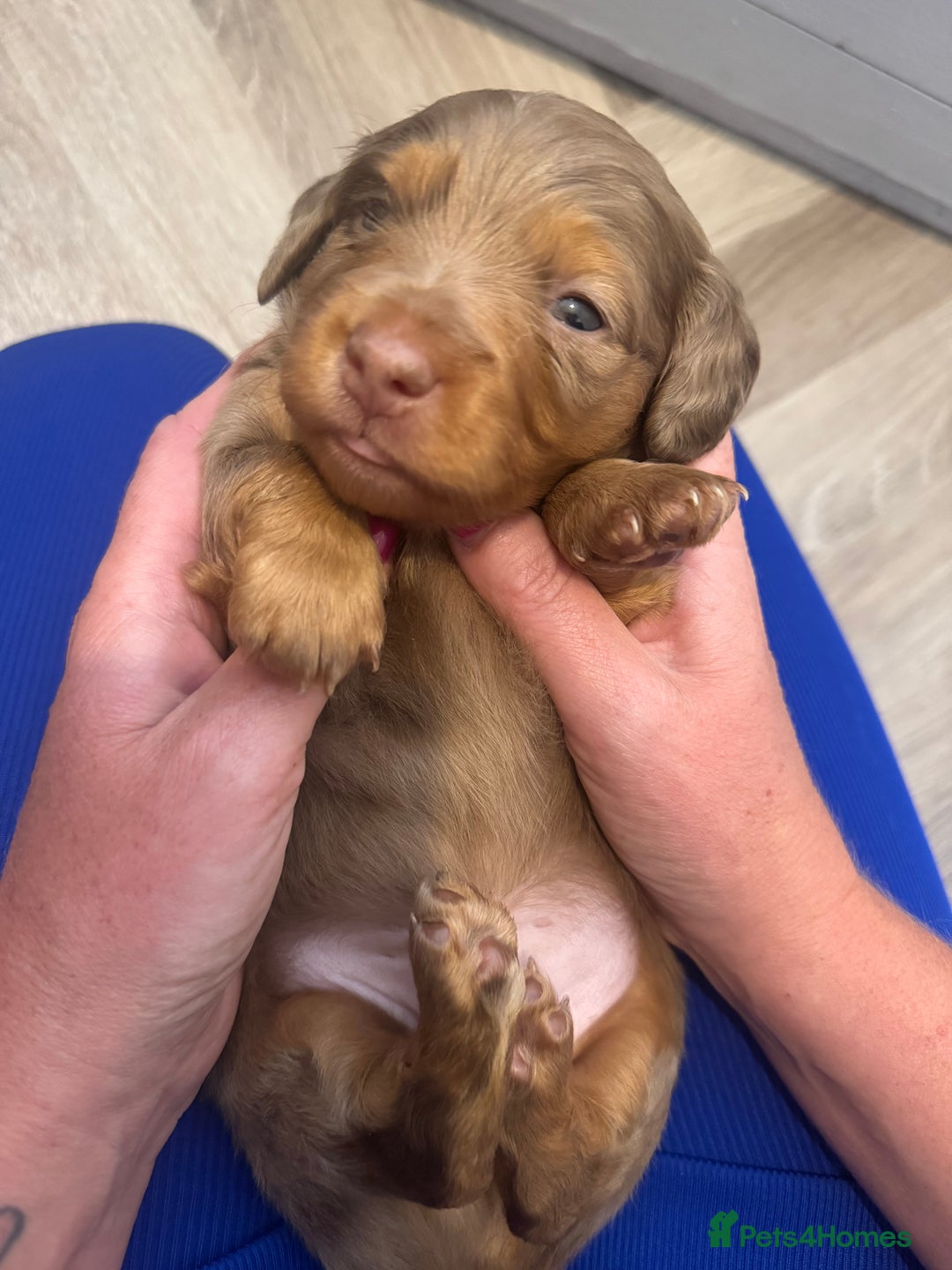 Miniature Dachshund dogs for sale: 3 Beautiful miniature longhair dachshund puppies - Image 14