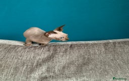 Sphynx cats for sale: Hairless kittens sphinx/bambino - Image 8