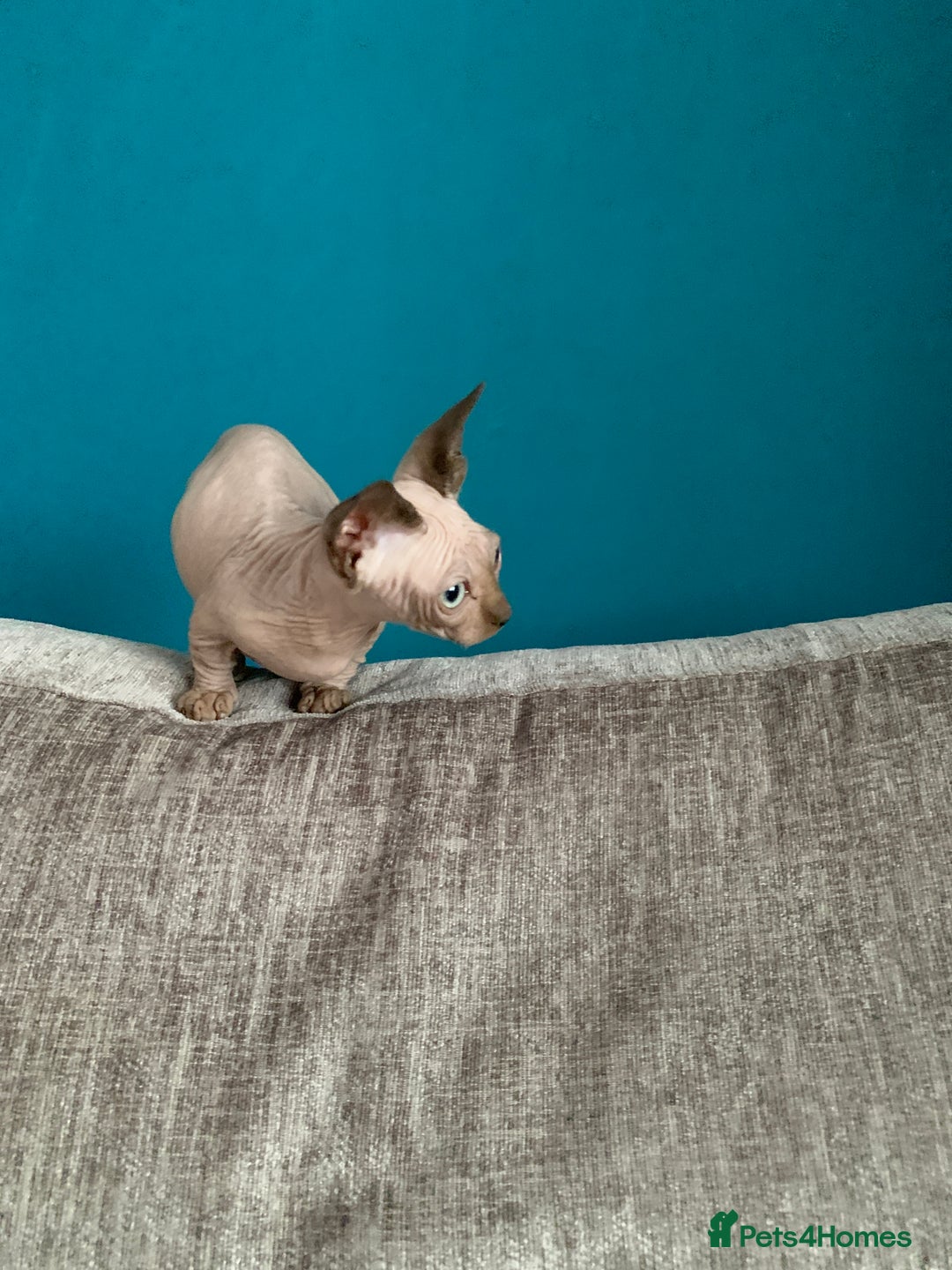 Sphynx cats for sale: Hairless kittens sphinx/bambino - Image 8